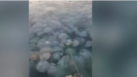 VIDEO Capturi record de meduze pe litoral: fenomen natural cu potențial economic neexploatat
